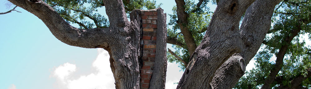 FavoriteTreeOptimized